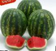 Watermelon varieties Krispid F1 Photo and characteristics