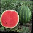 Watermelon varieties Talisman F1 Photo and characteristics