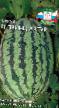 Watermelon varieties Princ Artur F1 Photo and characteristics