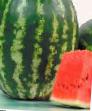 Vattenmelon sorter Bonus F1 Fil och egenskaper