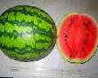 Vattenmelon sorter VNIIOB 2 F1  Fil och egenskaper
