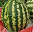 Vattenmelon sorter Novinka Astrakhani Fil och egenskaper