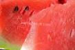 Vodní meloun druhy Pamyat Kholodova (belyjj) fotografie a charakteristiky