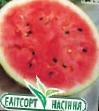 Watermelon varieties Paradiz F1 Photo and characteristics