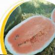 Vodní meloun druhy Kodak F1 fotografie a charakteristiky