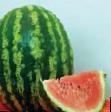 Wassermelone Sorten Krimson Sprint F1 Foto und Merkmale