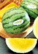 Vodní meloun druhy Khanikhart F1 fotografie a charakteristiky