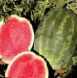Watermelon varieties Amerikanec F1 (bessemyannyjj) Photo and characteristics