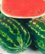 Wassermelone Sorten Kendi F1 Foto und Merkmale