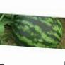 Wassermelone Sorten Kolumbiya RC F1 Foto und Merkmale