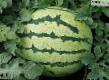 Watermelon varieties Zerline F1 Photo and characteristics