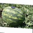 Vattenmelon sorter Furiya F1 Fil och egenskaper