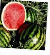 Vodní meloun druhy Ehrli Dzhitana F1 fotografie a charakteristiky