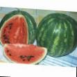Vodní meloun druhy Shironinskijj fotografie a charakteristiky