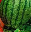 Watermelon  Malinovyjj sladkijj grade Photo