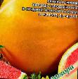Vodní meloun druhy Solncedar fotografie a charakteristiky
