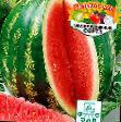 Watermelon varieties Sotnik Photo and characteristics