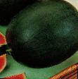 Vodní meloun druhy Sakharnyjj Karapuz fotografie a charakteristiky