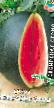 Лубеница разреди (сорте) Сибирские огни фотографија и карактеристике