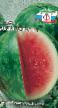 une pastèque les espèces Delikates F1 Photo et les caractéristiques