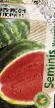 Wassermelone  Krimson Glori F1 klasse Foto