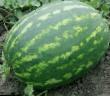 Wassermelone Sorten Amfion F1 Foto und Merkmale
