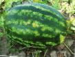 Wassermelone Sorten Varda F1 Foto und Merkmale