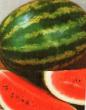 Wassermelone Sorten AU-Prodyuser PVP Foto und Merkmale