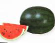 Wassermelone  Shuga Delikata F1  klasse Foto