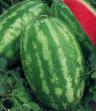 Wassermelone Sorten Tadzhura F1 Foto und Merkmale