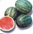 Vattenmelon sorter Antejj F1 Fil och egenskaper