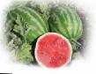 Wassermelone Sorten Blejjd F1 Foto und Merkmale