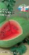 Vodní meloun  Medovyjj gigant druh fotografie