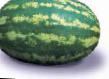 Wassermelone Sorten Ledi F1 Foto und Merkmale