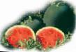 Vattenmelon sorter Red Star F1 Fil och egenskaper