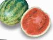 Vodní meloun druhy Khelen F1 fotografie a charakteristiky