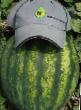 Watermelon varieties Sprinter F1  Photo and characteristics