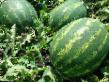 Wassermelone Sorten Ataman F1 Foto und Merkmale