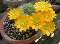 Le piante domestiche Corona Cactus, Rebutia giallo foto