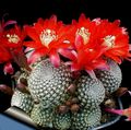 Plantas de Interior Cactus Corona cacto desierto, Rebutia rojo Foto
