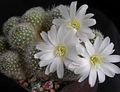 Vnútorné Rastliny Koruna Kaktus, Rebutia biely fotografie
