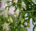 Krukväxter Rhipsalis skogskaktus vit Fil