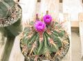 roosa Kõrbes Kaktus Ferocactus Foto ja omadused