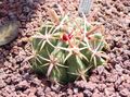 Plantas de Interior Ferocactus cacto do deserto vermelho foto
