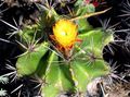 Затворени Погони Фероцацтус пустињски кактус, Ferocactus жут фотографија