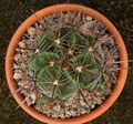 Krukväxter Ferocactus ödslig kaktus gul Fil