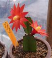 Pokojowe Rośliny Hatiora leśny kaktus czerwony zdjęcie