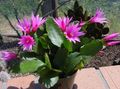 Kamerplanten Dronkaards Dromen hout cactus, Hatiora roze foto