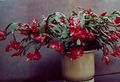 Szobanövények Karácsonyi Kaktusz, Schlumbergera bordó fénykép