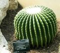 Plandaí faoi Dhíon Hiolair Claw cactus desert, Echinocactus bán Photo